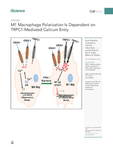 m1-macrophage-polarization-dependent.pdf.jpg