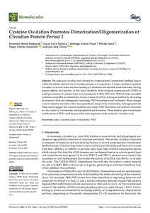 cysteine-oxidation-promotes-dimerization.pdf.jpg